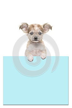 Cute chihuahua puppy dog holding a baby blue paper board