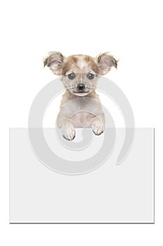 Cute chihuahua puppy dog holding an off white paper board