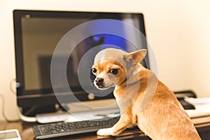 Cute chihuahua puppy dog sitting at computer.