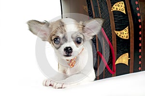 Cute chihuahua puppy in the gift package isolated