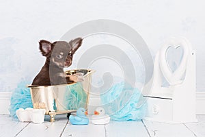 Cute chihuahua puppy in a golden bath