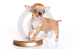 Cute chihuahua puppy isolated on white