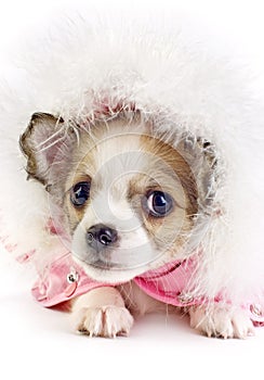 Cute Chihuahua puppy portrait