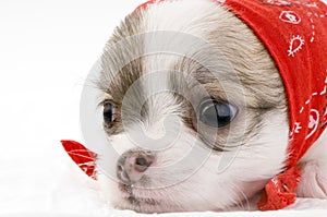 Cute chihuahua puppy with the red bandanna