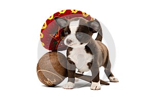 Cute Chihuahua puppy in a sambrero and with maracas.