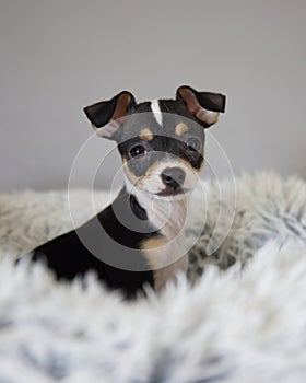 Cute Chihuahua puppy sitting in his bed in studio