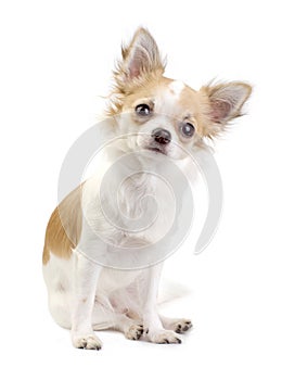 Cute Chihuahua puppy sitting isolated photo