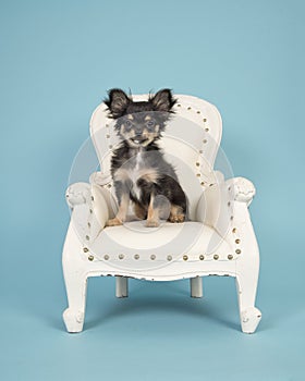 Cute chihuahua puppy sitting in a white arm chair on a blue back