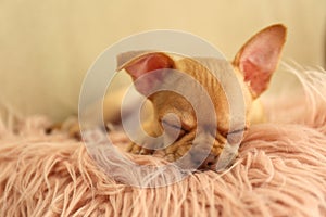 Cute Chihuahua puppy sleeping on faux fur. Baby animal