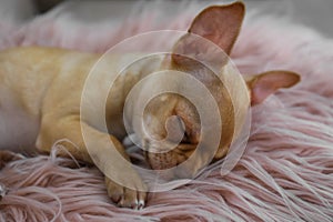 Cute Chihuahua puppy sleeping on faux fur . Baby animal