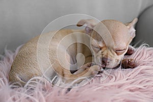 Cute Chihuahua puppy sleeping on faux fur. Baby animal