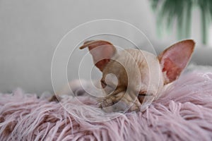 Cute Chihuahua puppy sleeping on faux fur. Baby animal