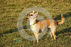 Cute Chihuahua Puppy Standing in the Sun