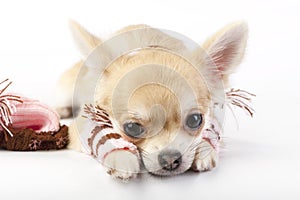 Cute chihuahua puppy with striped socks and hat