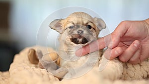 cute chihuahua puppy very happy