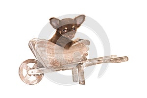 Cute chihuahua puppy in a wheel barrow