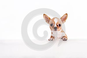 Cute Chihuahua puppy on white background