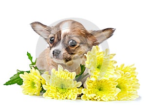 Cute chihuahua puppy with yellow flowers close-up isolated on white