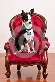 Cute Chihuahua on red old fashioned chair