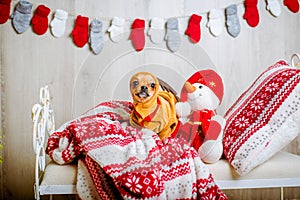 A cute chihuahua in a reindeer costume with large eyes