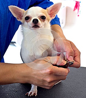 Cute chihuahua's toenails