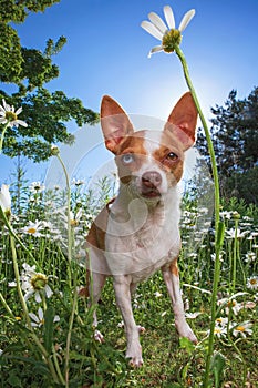 cute chihuahua sitting in front of a flower in the grass on a hot summer day