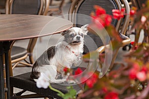 Cute chihuahua young dog in outdoors cafe