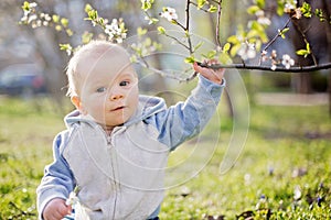 Cute child, baby boy, sitting on the grass in blooming garden