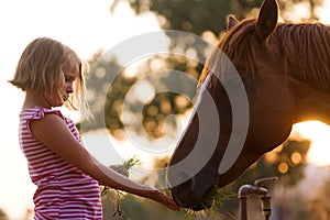 Carino alimentazione suo Carino un cavallo 