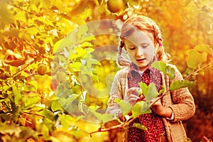 Cute child girl gathering apples from tree in sunny autumn garden