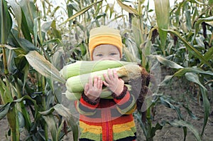 Cute child holding ripe cobs of corn in hands on cornfield background. Family farming, harvest season, sustainable food or organic