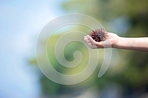 Cute child, holding sea urchin on the beach