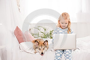 Cute child sitting in bed with corgi dog and using laptop