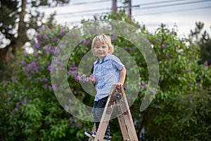 Cute child, toddler boy, standing on ladder in garden, hodling lilac