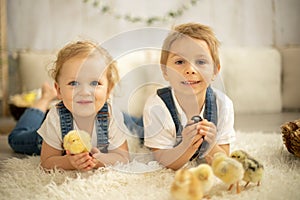 Cute children, boy and girl siblings at home with little newborn chicks, enjoying, cute kid and animal friend in sunny room