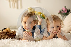 Cute children, boy and girl siblings at home with little newborn chicks, enjoying, cute kid and animal friend in sunny room