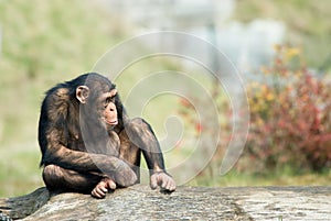 Cute chimpanzee