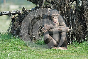 Cute chimpanzee