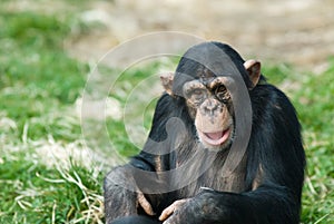 Cute chimpanzee