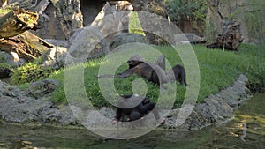 Cute chimpanzee family having a rest