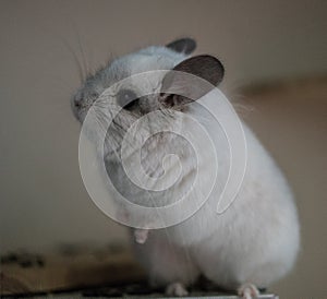 Cute Chinchilla