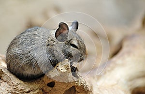 Cute chinchilla photo