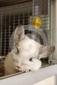 Cute chinchilla of white color is sitting in his house.