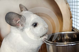Cute chinchilla of white color is sitting in its house near to bowl with food, side view. Breakfast time