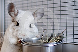 Cute chinchilla of white color is sitting in its house near to bowl with hay. Time of feeding