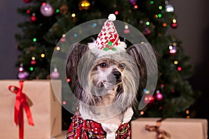 Cute chinese crested dog in a new year`s eve dress is sitting near the christmas tree. Pet animals.