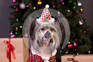 Cute chinese crested dog in a new year`s eve dress is sitting near the christmas tree. Pet animals.