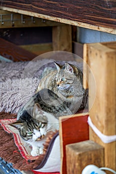 A cute Chinese pastoral cat close-up