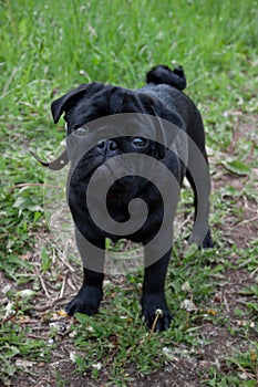 Cute chinese pug puppy is looking at the camera. Dutch mastiff or mops. Pet animals.