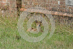 A cute Chinese Water Deer Hydropotes inermis lying down resting in the long grass.